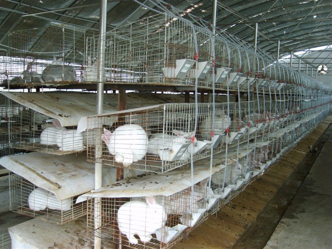 供应肉兔养殖投资,肉兔养殖前景,肉兔养殖基地(图)