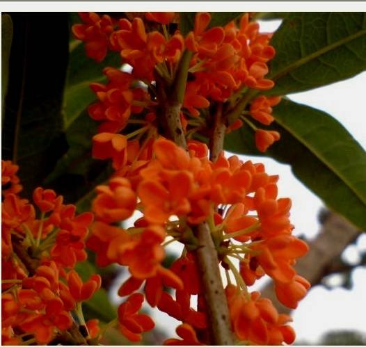 红花桂花价格|湖南桂花树价格|湖南桂花树价格|长沙桂花树价格