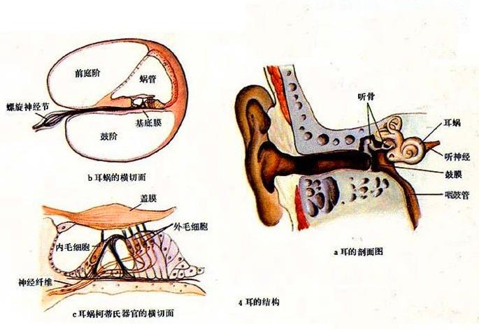 郑州和平医院(中耳炎治疗中心)中耳炎治疗，胆脂瘤中耳炎治疗,