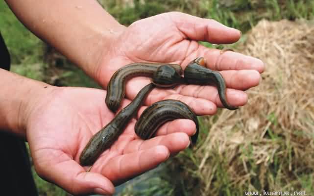 泥鳅销售 武汉正大泥鳅养殖技术 泥鳅种苗哪里有  