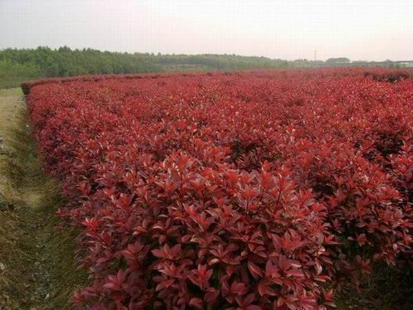 香樟价格