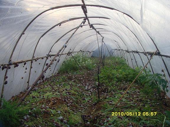 威海供应白玉蜗牛种苗，荣成农业示范园