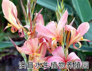 河北水生花卉批发基地|专业生产水生花卉|水生花卉种植园