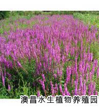 河北水生花卉批发基地|专业生产水生花卉|水生花卉种植园