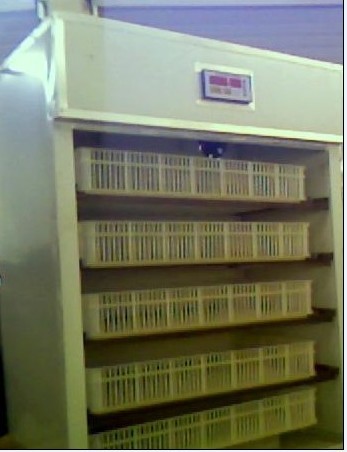 供应阿图什市鸽子专用孵化机，阿合奇县孵化器