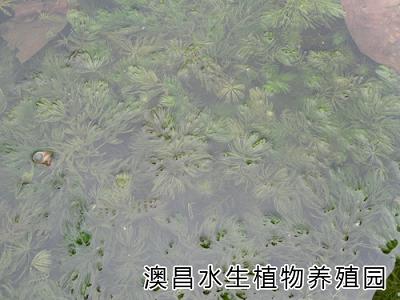 广东水生植物销售|{zx1}海南水生植物|四川水生植物种植