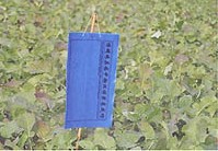 寻姜堰绿明生产沾虫胶、粘虫板、杀虫胶、杀虫板13805267948