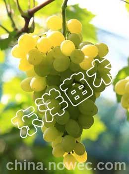 【名优葡萄苗】【耐寒葡萄苗】【酿酒葡萄苗】