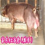 富东专业生产二元母猪|杜洛克种猪|原种猪