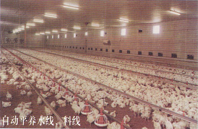 生产兴农养鸡设备，耐用养鸡设备报价，养鸡设备厂，山东养鸡设备大全