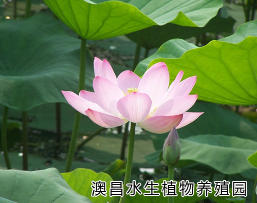 供应优质水生植物，北京公园睡莲种植