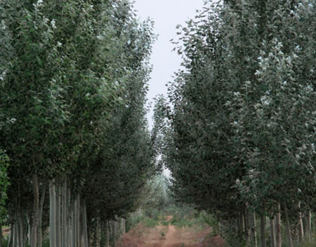 河北供应垂柳|垂柳价格咨询-垂柳详情大田苗圃场