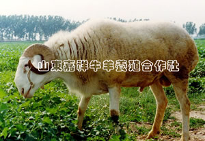 政府扶持牛羊政策山东嘉祥牛羊养殖合作社