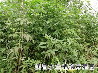 为什么要种植水生植物？水生植物种苗培育基地