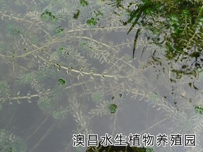 如何种植水生植物？学习水生植物种植技术到澳昌