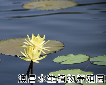 广东水生植物订购-海南睡莲种植供应