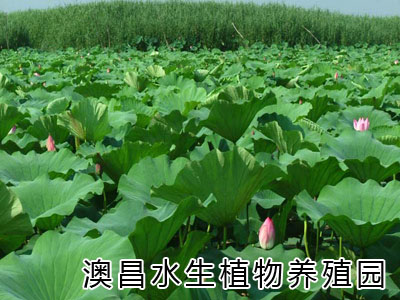 广东水生植物订购-海南睡莲种植供应