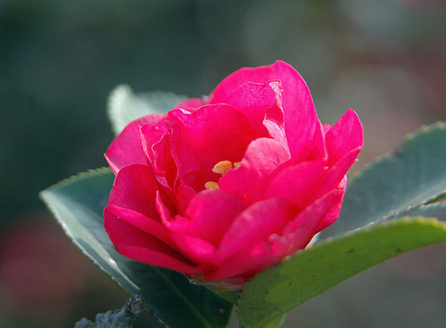 该如何养殖茶花,茶花的养殖