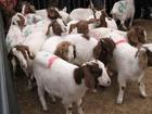 供应种羊，种羊品种，小尾寒羊种羊