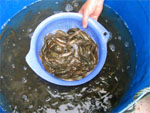 供应龙虾种苗、淡水龙虾养殖、龙虾养殖公司