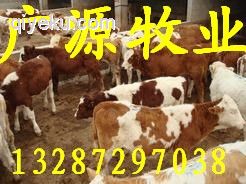 中国{zd0}肉牛交易市场 广源肉牛养殖厂