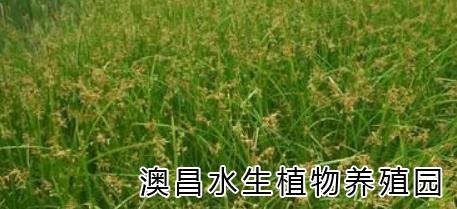 水生花卉销售/批发销售白洋淀水生花卉