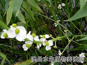 芦苇种植方法|芦苇种植管理|白洋淀芦苇种植