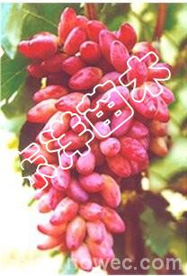 吉林葡萄苗|无核葡萄苗|优质耐寒葡萄苗|红芭拉蒂葡萄苗
