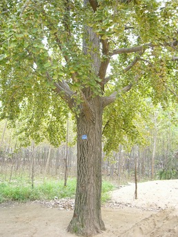 10-12公分银杏树