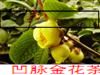 桂花树苗价格   桂花品种图   桂花四个品种