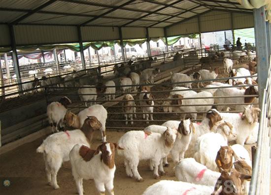 波尔山羊种羊场优质波尔山羊种羊价格波尔山羊养殖技术