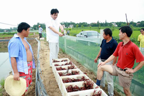 龙虾种苗供应 龙虾苗培育 龙虾养殖技术