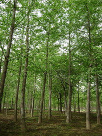 河南银杏基地，银杏苗木湖北基地，郯城银杏苗价格