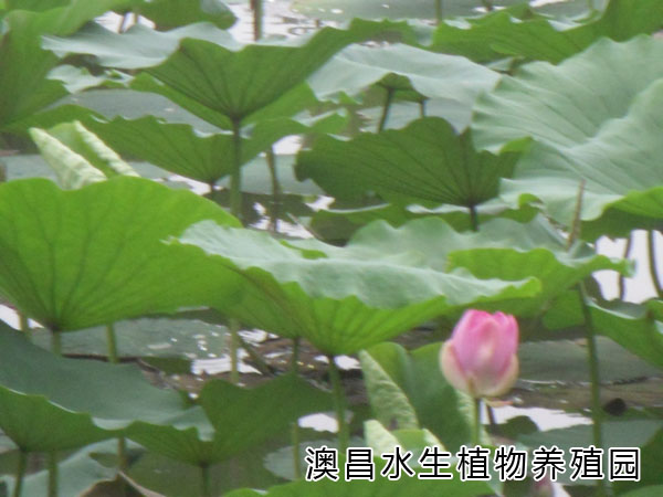 安新荷花种植，荷花种植基地，荷花种植管理技术