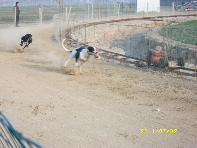 格力犬视频常年供应孔雀