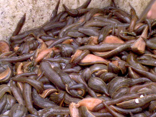 泥鳅养殖方法 泥鳅种苗价格 泥鳅养殖技术培训