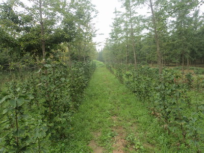 求购银杏树到邳州市银杏树专业基地