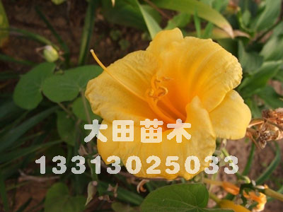 河北供应金娃娃萱草|2011金娃娃萱草报价|小苗大田苗圃场