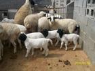 哪里的种羊好，价格低，山东忠旺牧业