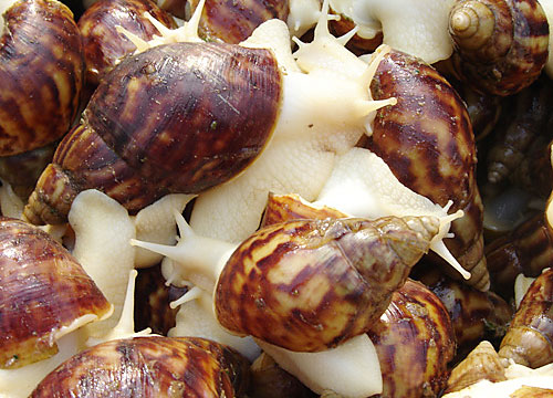 蜗牛养殖，白玉蜗牛养殖前景，荣成蜗牛示范基地