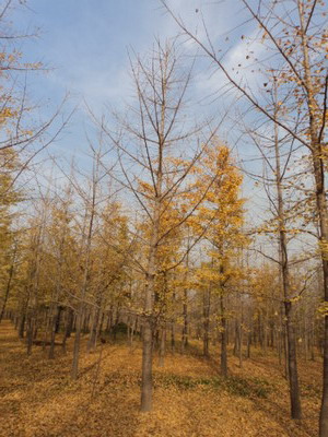 银杏树基地；银杏{zd0}产地