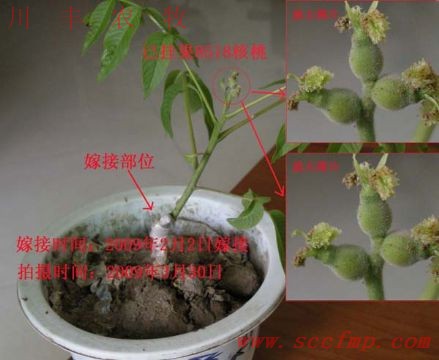 四川核桃苗供应商-薄皮核桃苗-川丰农牧