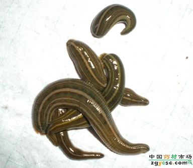 水蛭銷售 水蛭價(jià)格 水蛭養(yǎng)殖技術(shù)          