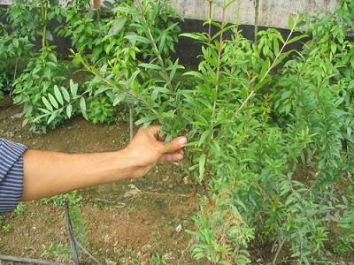 植物{gx}快繁技术，尽在荣成农业示范园