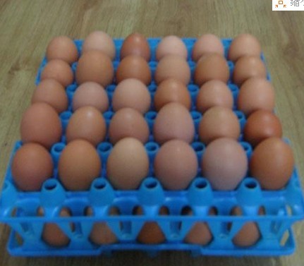 供应厂家直销塑料蛋托 塑料鸭蛋托 30枚塑料鸡蛋托