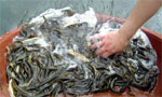淡水龙虾养殖、龙虾养殖、高产高密度龙虾养殖