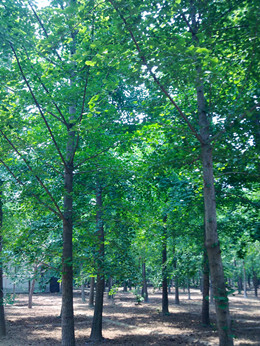 绿萌银杏基地园林绿化工程一站式采选银杏树基地