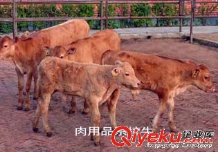 {zh0}肉牛品種 西門(mén)塔爾肉牛 肉牛網(wǎng)