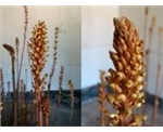 龙虾养殖 龙虾种苗 龙虾养殖技术 龙虾品种