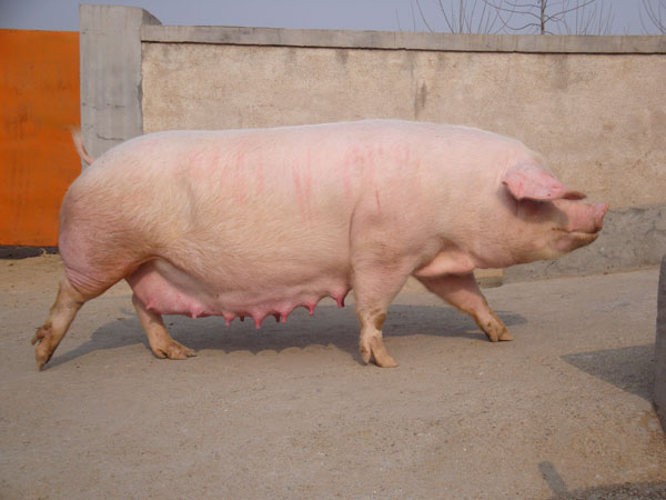 晨晖种猪场专业生产原种猪 大约克种猪场